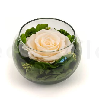 Preserved Rose In Glass Bowl Peach