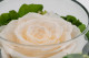 Preserved Rose In Glass Bowl Peach 3