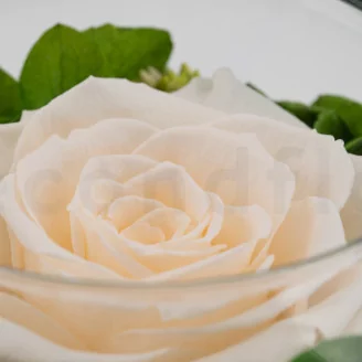 Preserved Rose In Glass Bowl Peach