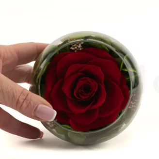 Preserved Rose In Glass Bowl Red
