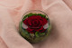 Preserved Rose In Glass Bowl Red 7