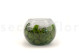 Preserved Rose In Glass Bowl White 4