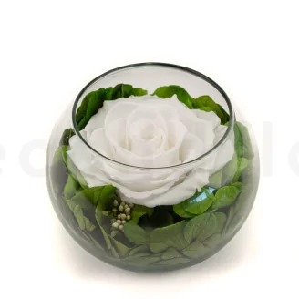 Preserved Rose In Glass Bowl White