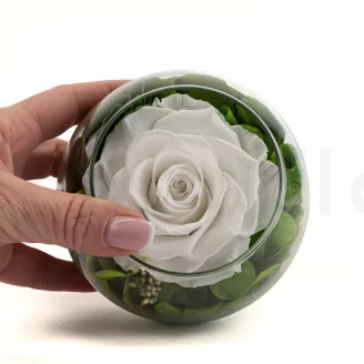 Preserved Rose In Glass Bowl White