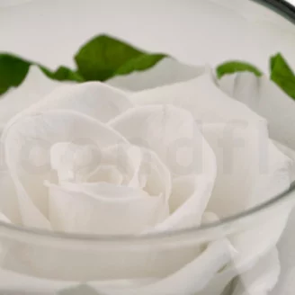 Preserved Rose In Glass Bowl White