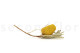 Dried Banksia Hookeriana - 1 Stem - Yellow 8