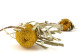 Dried Banksia Hookeriana - 1 Stem - Yellow 7