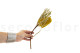 Dried Banksia Hookeriana - 1 Stem - Yellow 6