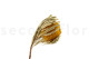 Dried Banksia Hookeriana - 1 Stem - Yellow 3