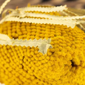 Dried Banksia Hookeriana Yellow