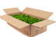 Preserved Pole Moss - Bulk Box - Light Green 4