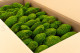 Preserved Pole Moss Light Green (Bulk Box) 3