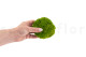 Preserved Pole Moss Light Green (Bulk Box) 6