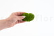 Preserved Pole Moss Light Green (Bulk Box) 5
