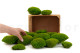 Preserved Pole Moss Light Green (Bulk Box) 9