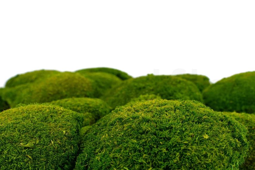 Preserved Pole Moss Light Green (Bulk Box)