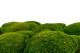 Preserved Pole Moss Light Green (Bulk Box) 1