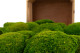 Preserved Pole Moss Light Green (Bulk Box) 10