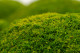 Preserved Pole Moss - Bulk Box - Light Green 11