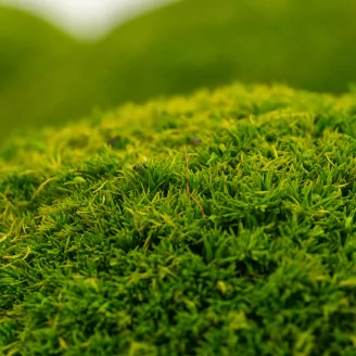Preserved Pole Moss Light Green (Bulk Box)