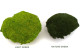 Preserved Pole Moss Light Green (Bulk Box) 13