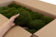 Preserved Mood Moss - Bulk Box - Nature Green 2