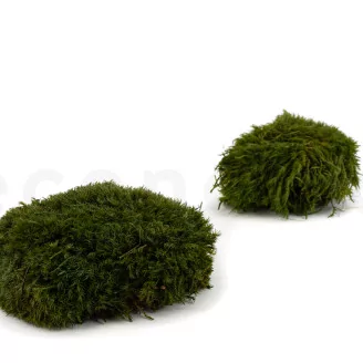 Preserved Mood Moss Nature Green (Bulk Box)