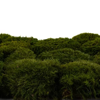 Preserved Mood Moss Nature Green (Bulk Box)