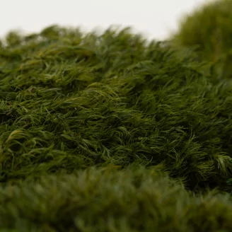 Preserved Mood Moss Nature Green (Bulk Box)