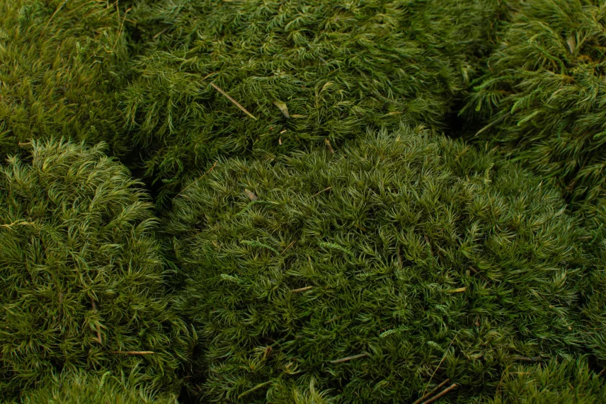 Preserved Mood Moss Nature Green (Bulk Box)