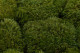 Preserved Mood Moss Nature Green (Bulk Box) 1