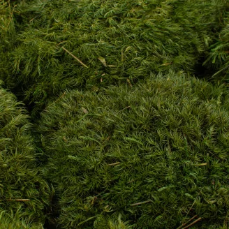 Preserved Mood Moss Nature Green (Bulk Box)
