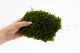 Preserved Mood Moss - Bulk Box - Nature Green 5