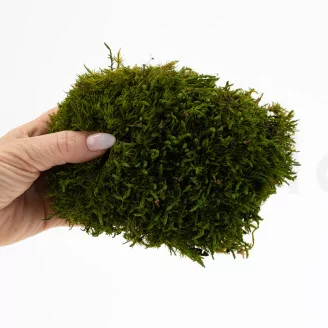 Preserved Mood Moss Nature Green (Bulk Box)