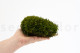 Preserved Mood Moss Nature Green (Bulk Box) 6