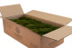Preserved Mood Moss Nature Green (Bulk Box) 8