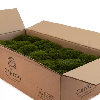 Preserved Mood Moss Nature Green (Bulk Box)