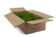 Preserved Mood Moss - Bulk Box - Light Green 6