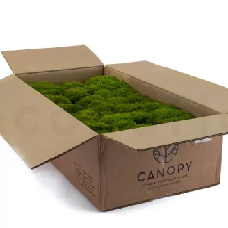 Preserved Mood Moss Light Green (Bulk Box)