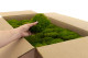 Preserved Mood Moss - Bulk Box - Light Green 2