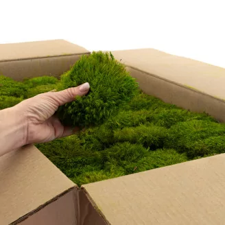 Preserved Mood Moss Light Green (Bulk Box)