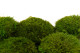 Preserved Mood Moss - Bulk Box - Light Green 3