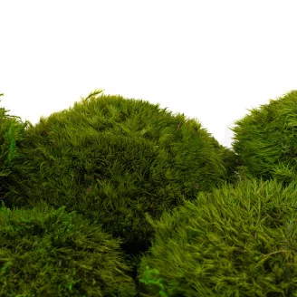 Preserved Mood Moss Light Green (Bulk Box)
