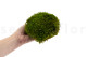Preserved Mood Moss - Bulk Box - Light Green 4