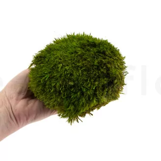 Preserved Mood Moss Light Green (Bulk Box)
