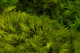 Preserved Mood Moss Light Green (Bulk Box) 5