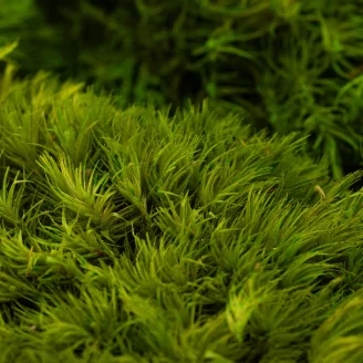 Preserved Mood Moss Light Green (Bulk Box)