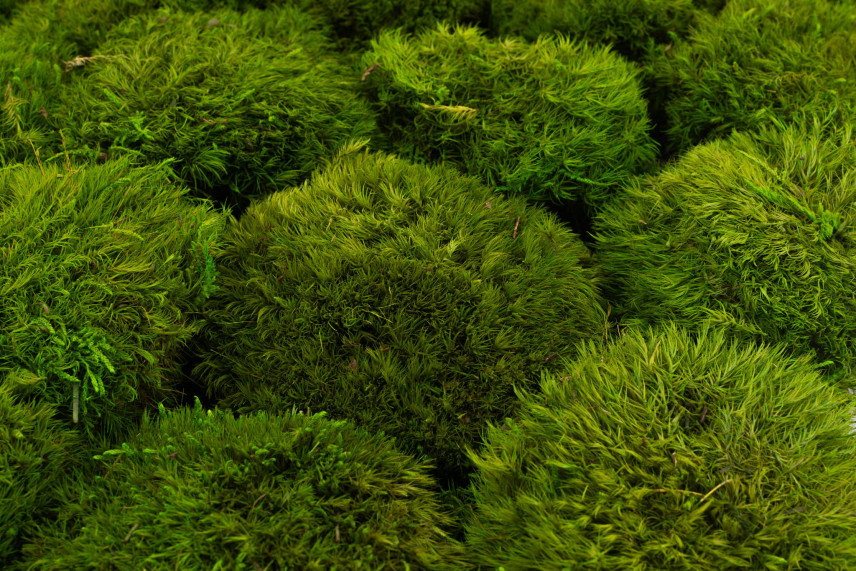 Preserved Mood Moss - Bulk Box - Light Green