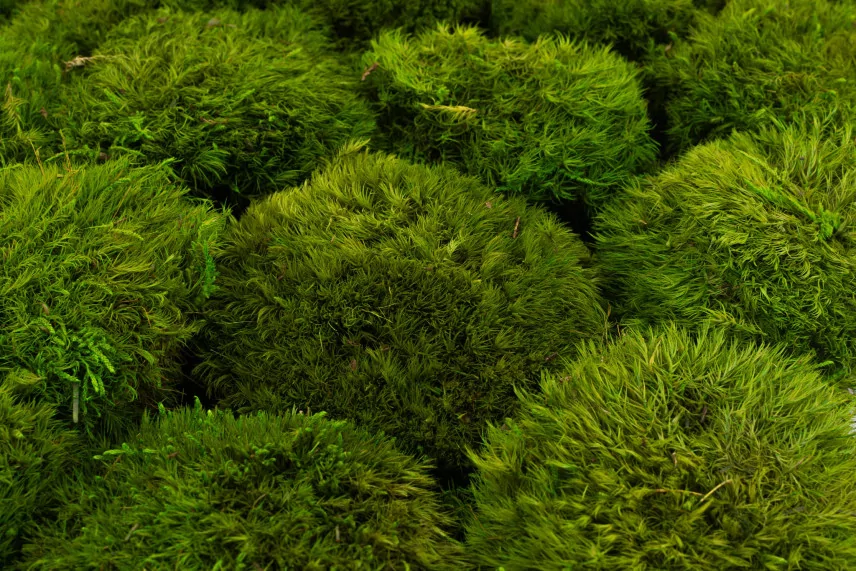 Preserved Mood Moss Light Green (Bulk Box)