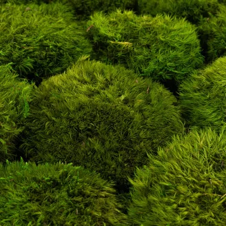 Preserved Mood Moss Light Green (Bulk Box)